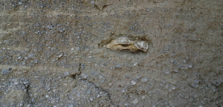 restros oseos del pleistoceno