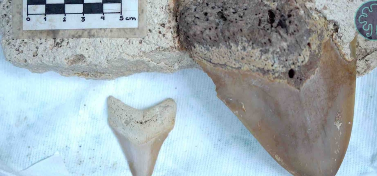 Añadir un poco de texto - 1